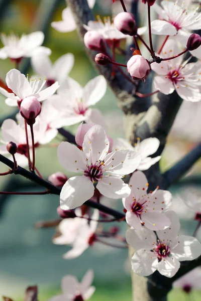 Blooming tree twigs with pink flowers in spring — Stock Photo, Image