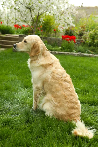 Adorable Labrador sitting on green grass, outdoors — Stock Photo, Image