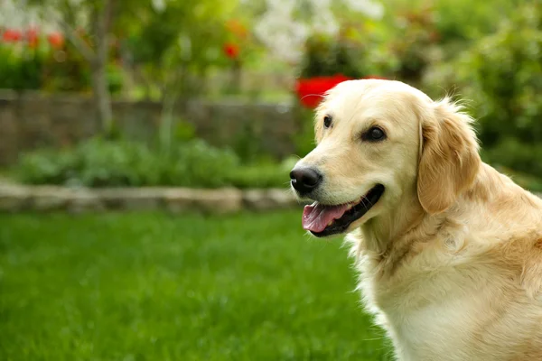 Urocza labrador siedzi na zielonej trawie, na zewnątrz — Zdjęcie stockowe