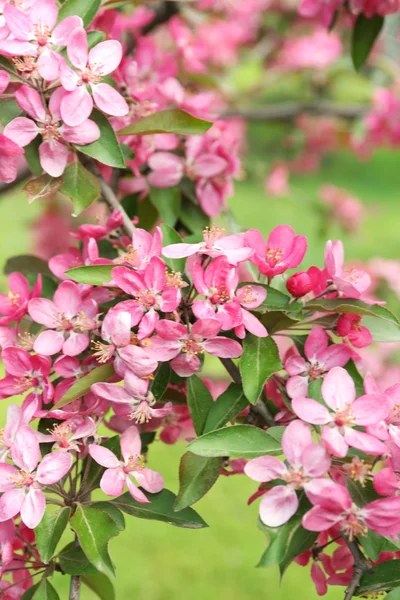 Gren av blommande träd, närbild — Stockfoto