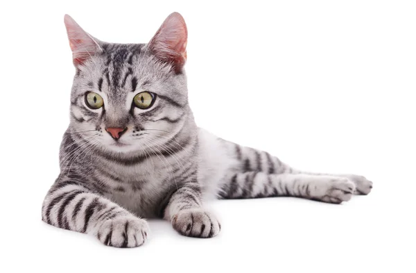 Beau chat isolé sur blanc — Photo