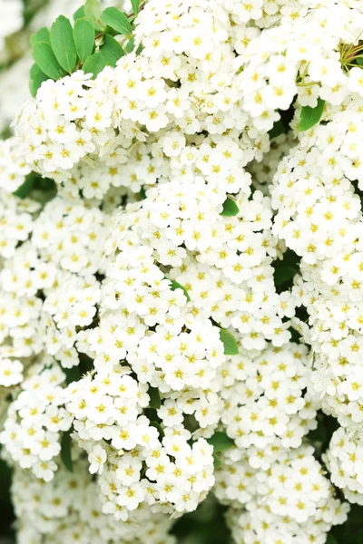 咲くナナカマドの木、屋外の白い花 — ストック写真