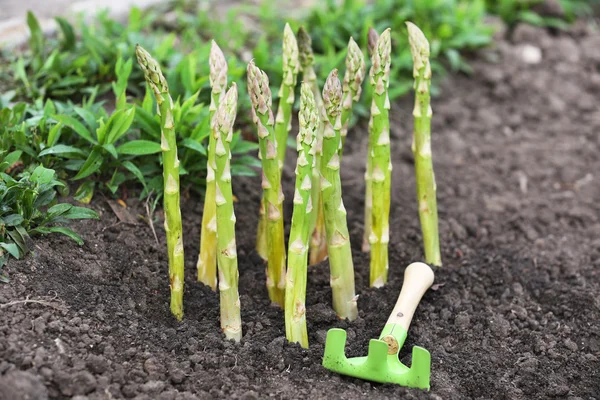 Espárragos de cultivo ecológico en suelo negro —  Fotos de Stock