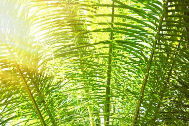 Güneş ışığı üzerinde yeşil palmiye yaprakları