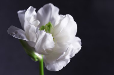 Gri arka plan üzerinde taze Beyaz Lale