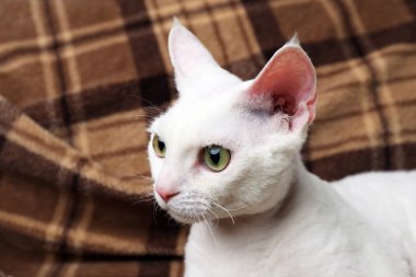 Ekose üzerinde güzel beyaz kedi