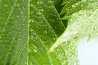 güzel yeşil yaprak