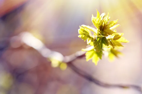 Hojas frescas de primavera —  Fotos de Stock