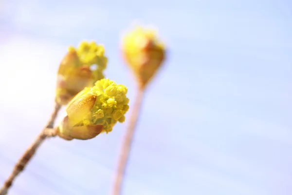 Spring plant on blue sky background — Zdjęcie stockowe