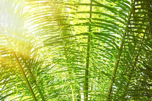 Sunlight over green palm leaves — Stock Photo, Image