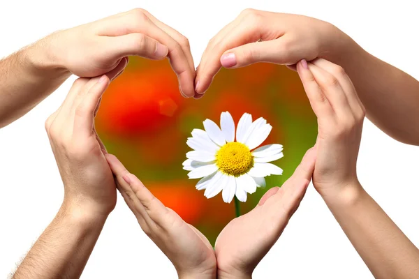 Daisy flower in heart formed by  hands — Stock Photo, Image