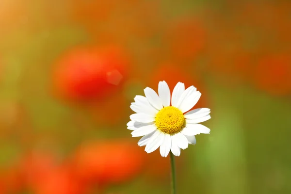 Hermosa flor de margarita —  Fotos de Stock