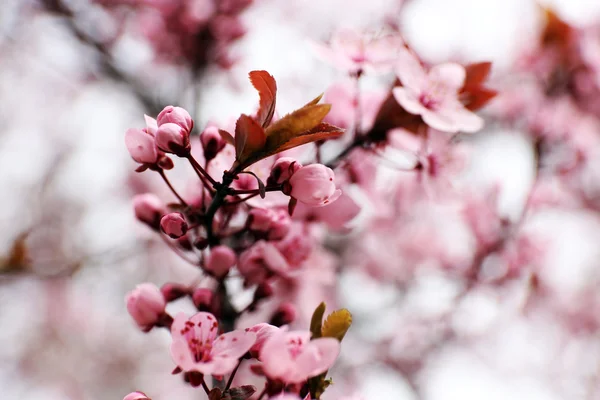 Close-up van Blooming tree takjes met roze bloemen in de lente — Stockfoto