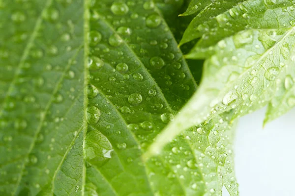 Beautiful green leaf — Stock Photo, Image