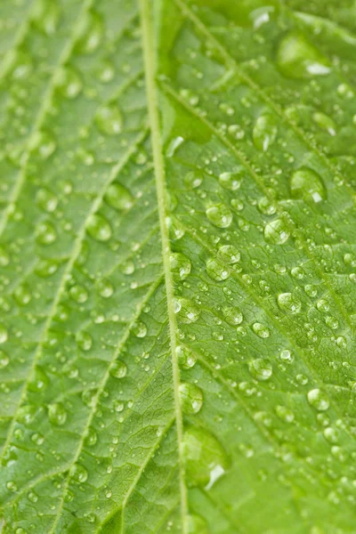 Folha verde bonita — Fotografia de Stock