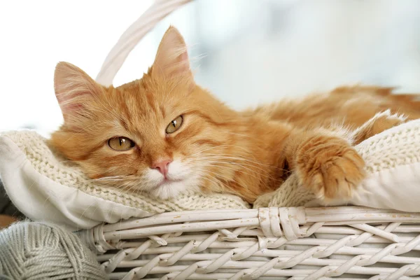 Gato vermelho descansando dentro de casa — Fotografia de Stock