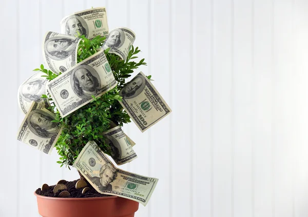 Tree in pot with money — Stock Photo, Image