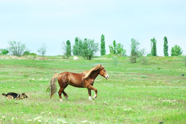 Mooi bruin paard op weide grazen — Stockfoto