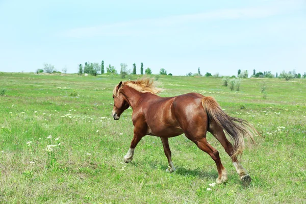 Piękny koń brązowy pasące się na łące — Zdjęcie stockowe