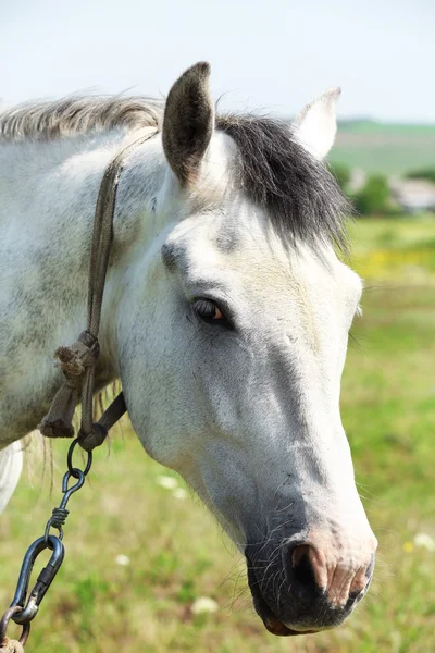 Retrato de belo cavalo branco no prado — Fotografia de Stock