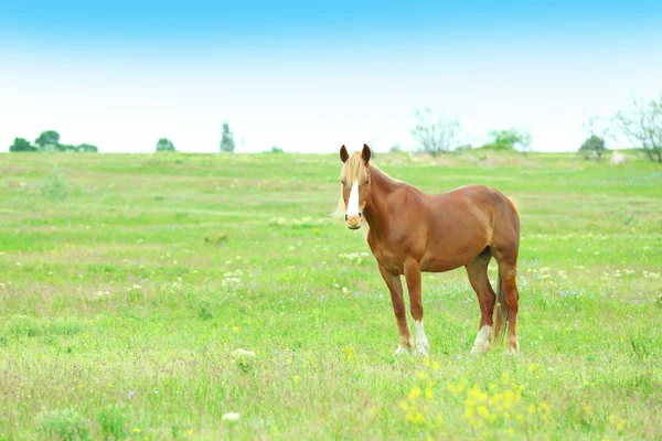 Schönes braunes Pferd weidet auf der Weide — Stockfoto