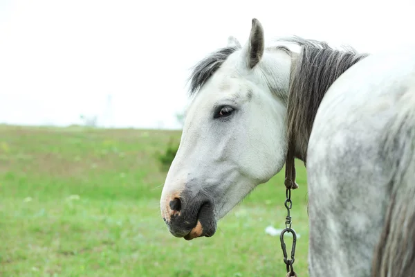 Bellissimo cavallo bianco al pascolo sul prato — Foto Stock