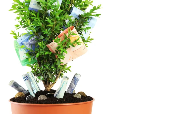 Árbol de dinero aislado en blanco — Foto de Stock