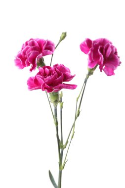 Mor karanfil beyaz izole