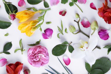 yaprakları ve beyaz arka planda, closeup bahar çiçekleri yaprakları