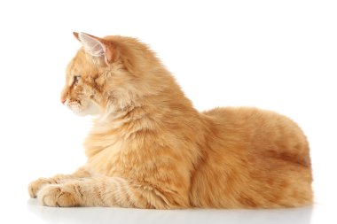 Kırmızı kedi beyaz arkaplanda izole edildi