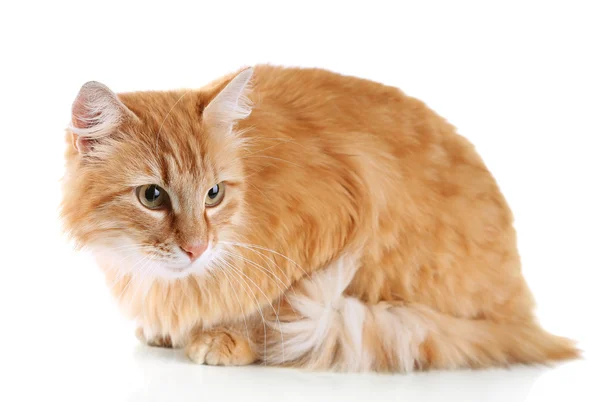 Gato vermelho isolado no fundo branco — Fotografia de Stock