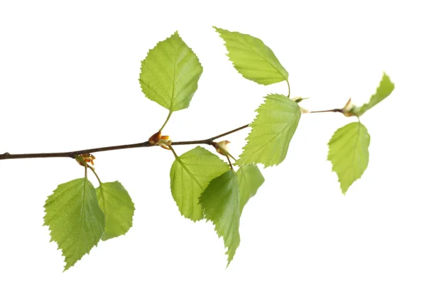 Branch with spring leaves — Stock Photo, Image