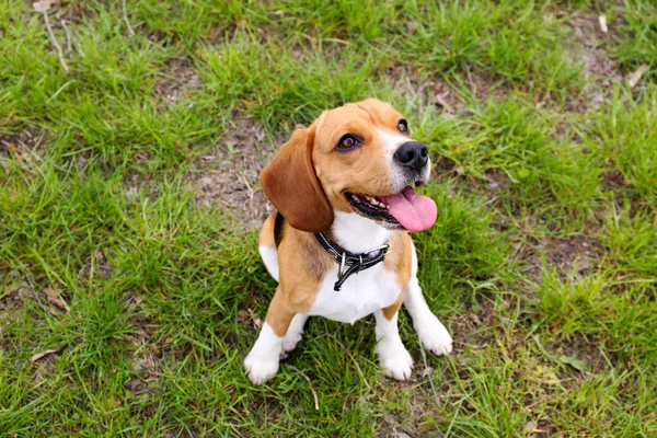 Cão engraçado bonito no parque — Fotografia de Stock