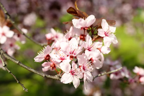 Blühende Zweige mit rosa Blüten im Frühling — Stockfoto