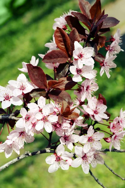 Blooming tree twigs with pink flowers in spring — Stock Image Blooming tree twigs with pink flowers in spring Royalty Free Stock Photos