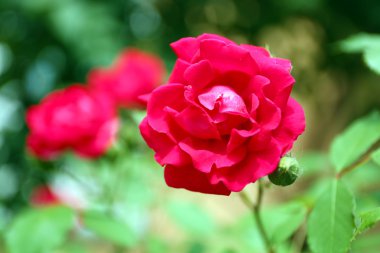 güzel gül bahçesinde yeşil Bush