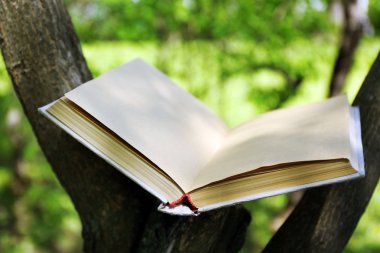 ağaç dalı, kitap yakın çekim