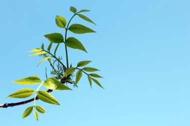 Mavi gökyüzü arka plan üzerinde güzel yeşil dal