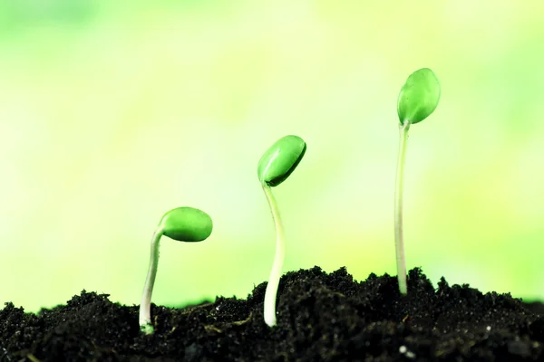 Green bean seedlings in soil on bright background — Stock Photo, Image