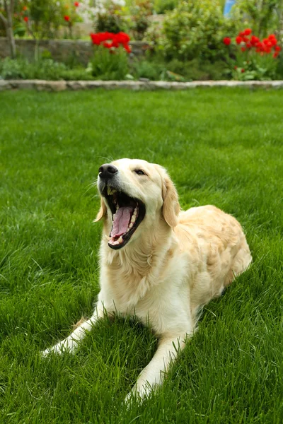 Nuttet Labrador sidder på grønt græs, udendørs - Stock-foto