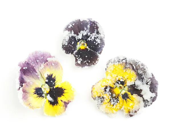 Kandierte violette Blüten mit Zucker, isoliert auf weiß — Stockfoto