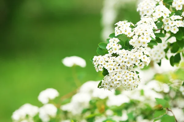 Weiße Blüten der blühenden Eberesche, im Freien — Stockfoto