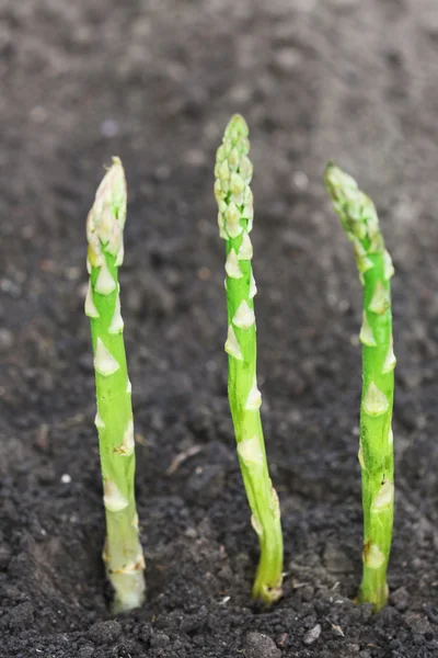 Organic farming asparagus in black soil — Stock Photo, Image