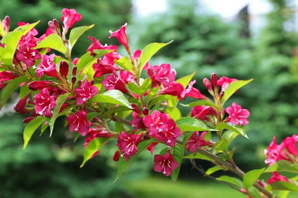 Blommande gren av bush, närbild — Stockfoto