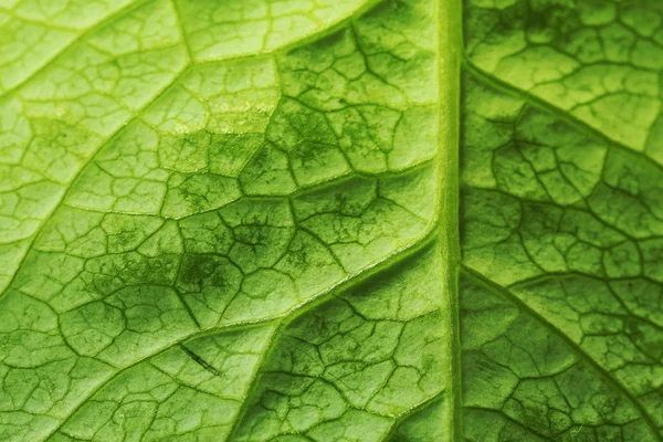 Primo piano di foglia verde — Foto Stock