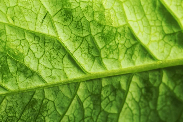 Closeup of green leaf — Stock Photo, Image