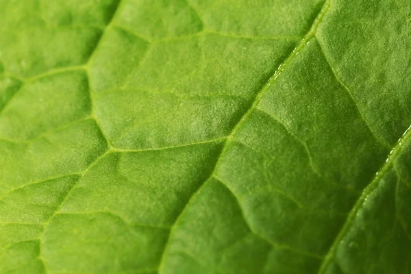 Detailní záběr zeleného listu — Stock fotografie