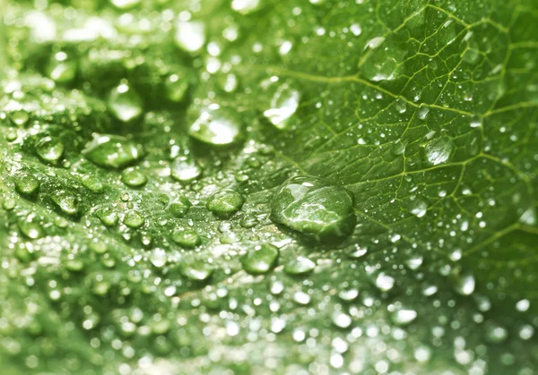 Green leaf with droplets, closeup — Stock Photo, Image