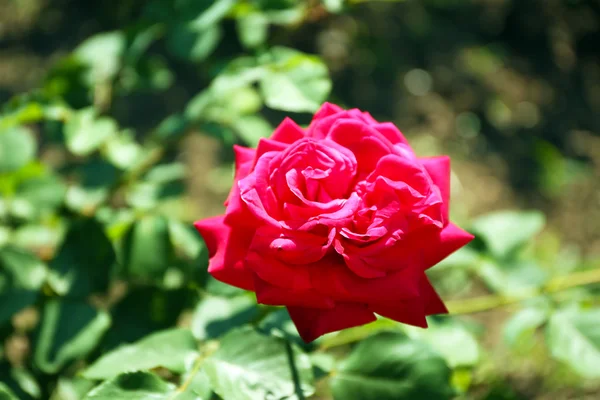 Belle rose sur buisson vert dans le jardin — Photo