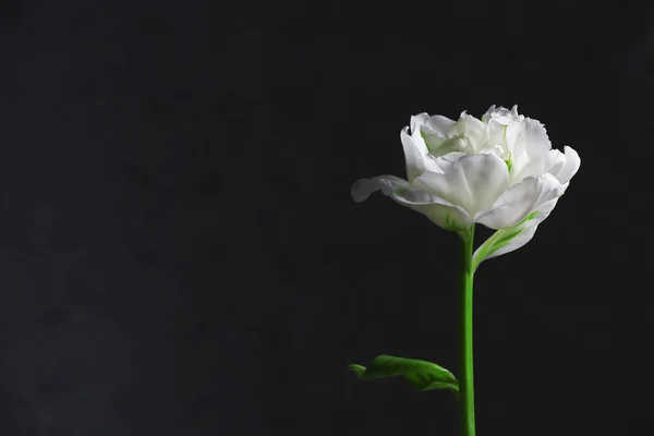 Fresh white tulip on gray background — Stock Photo, Image